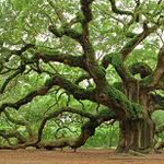 Angel Oak Tree