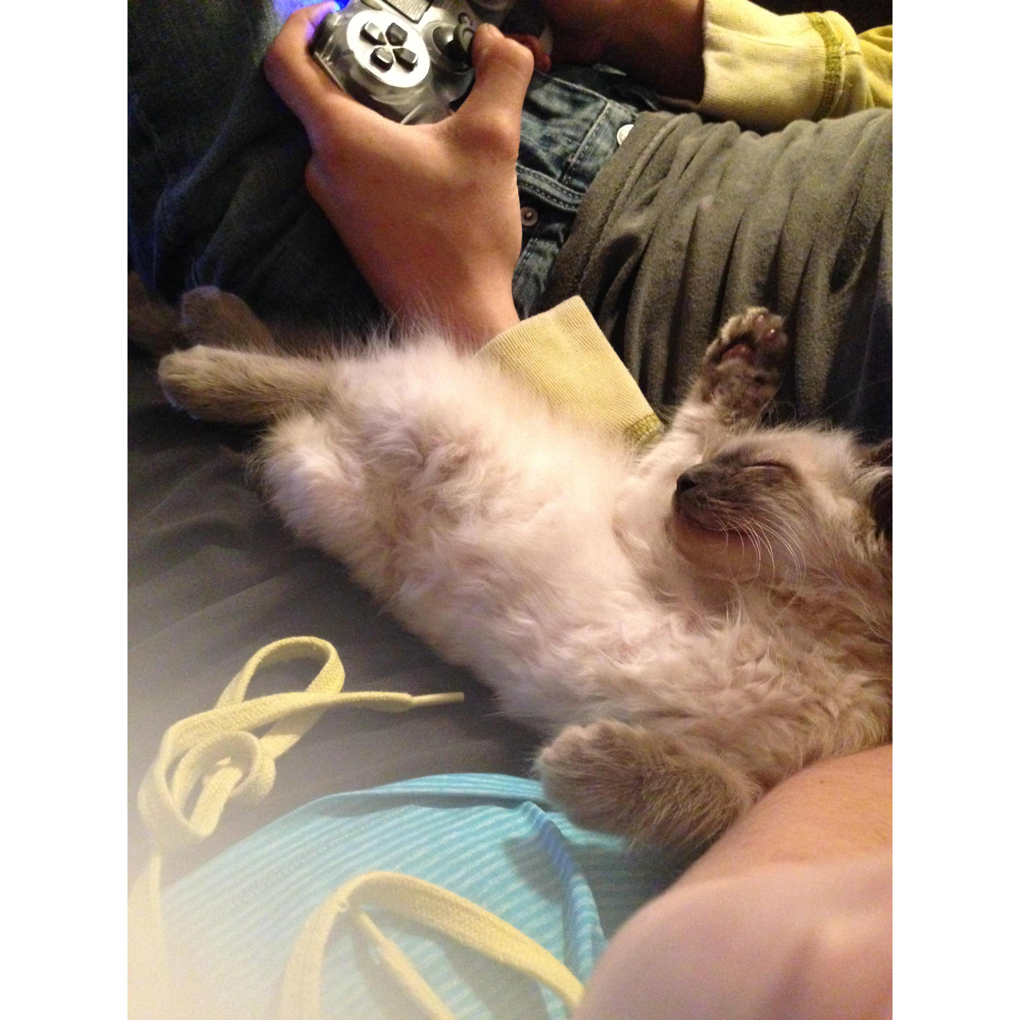 During our first week in the new condo with our new kitten, Diesel, he spent a lot of time cuddling with us both (June 2018).