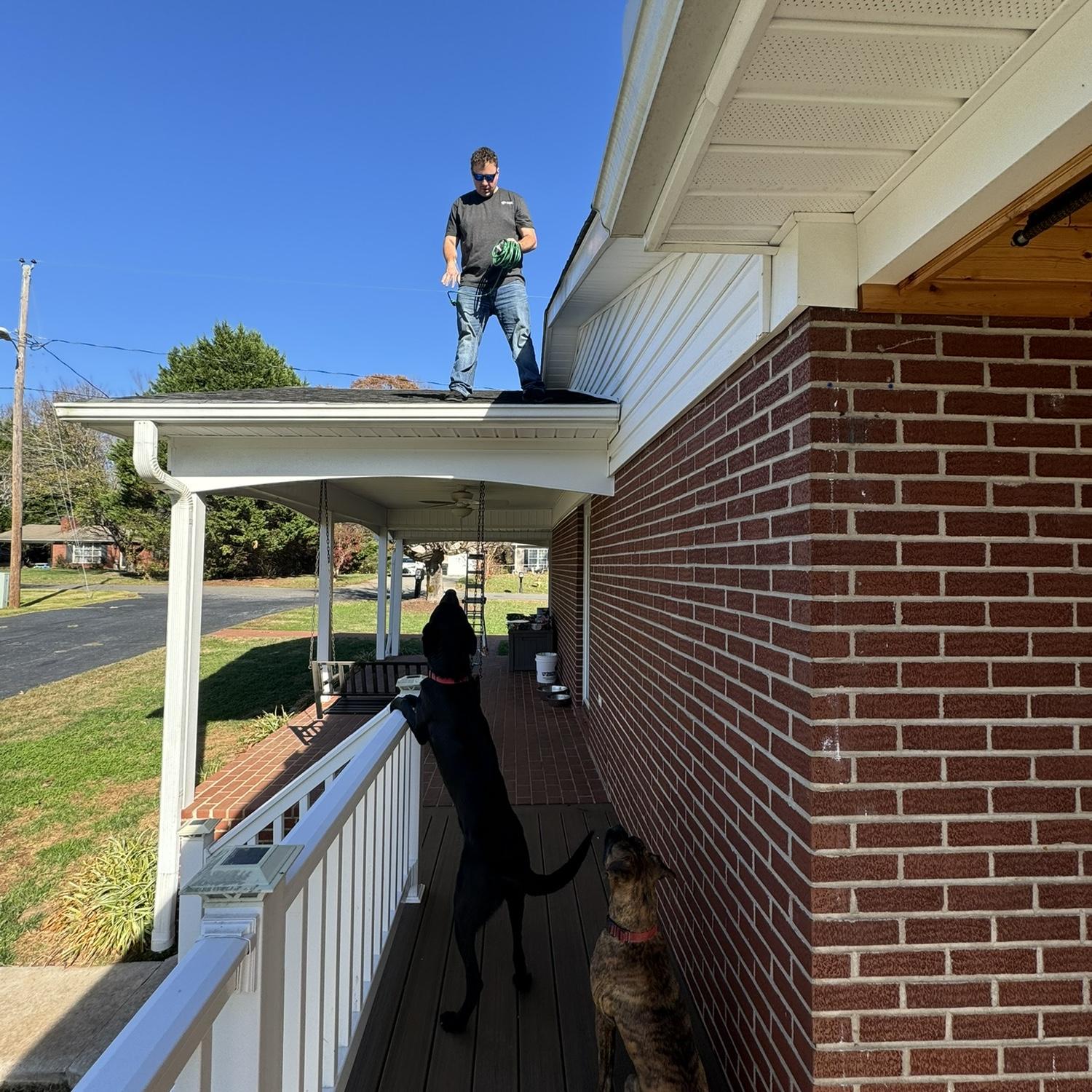 The dogs keeping watch