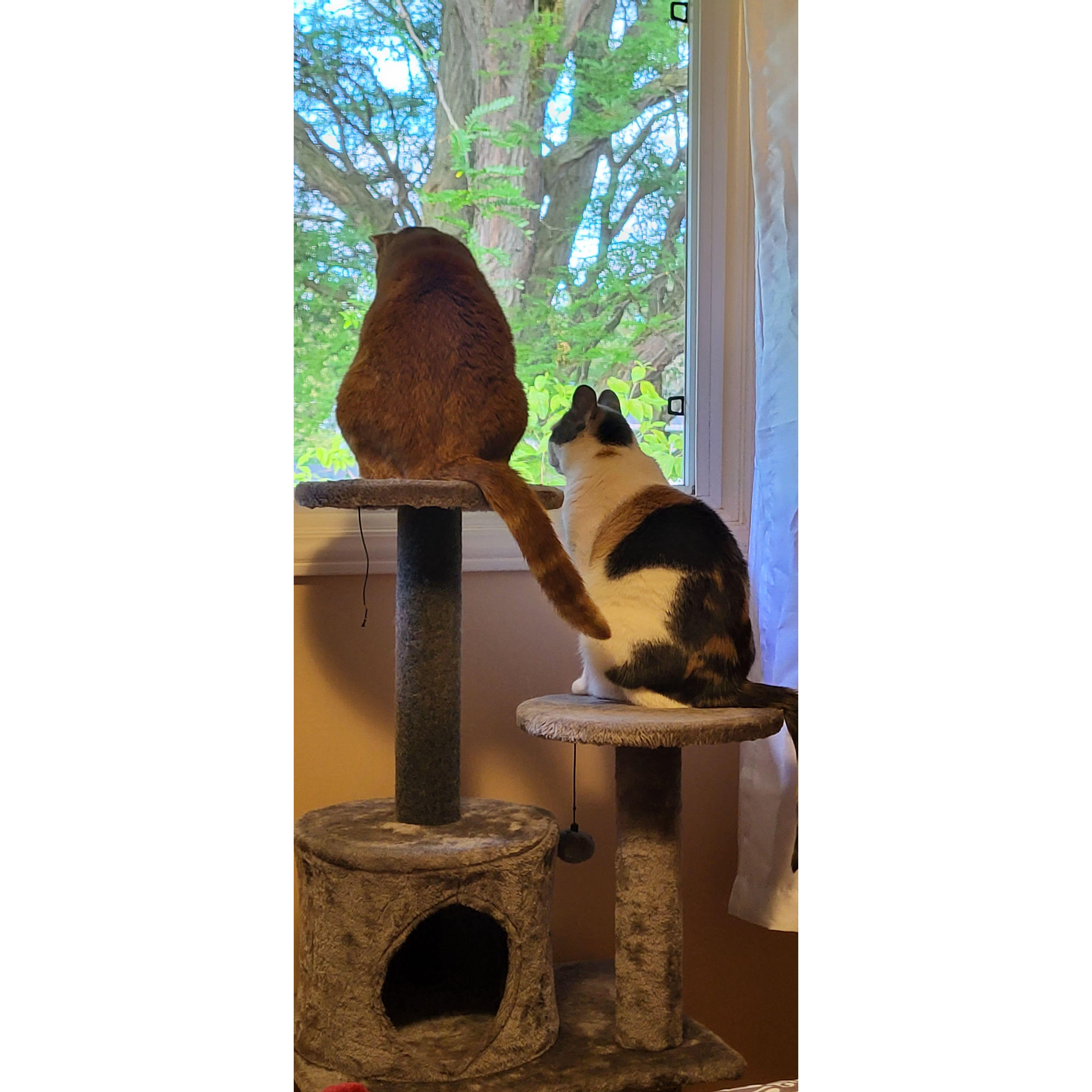 The Kitties!<3