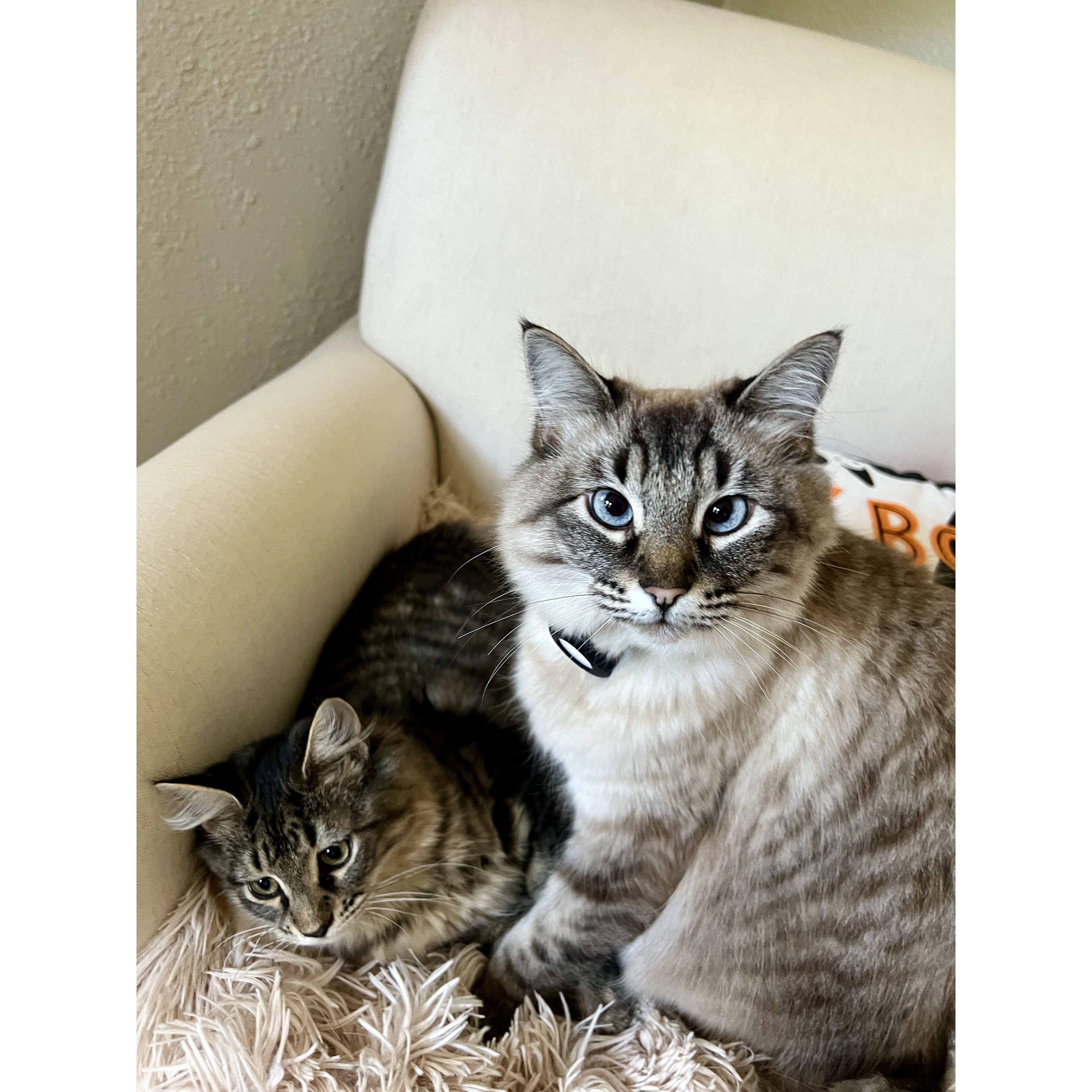 Denver (left) and Dulce (cross-eyed)…our sweet baby kitties!