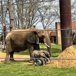 Toledo Zoo