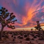 Joshua Tree National Park