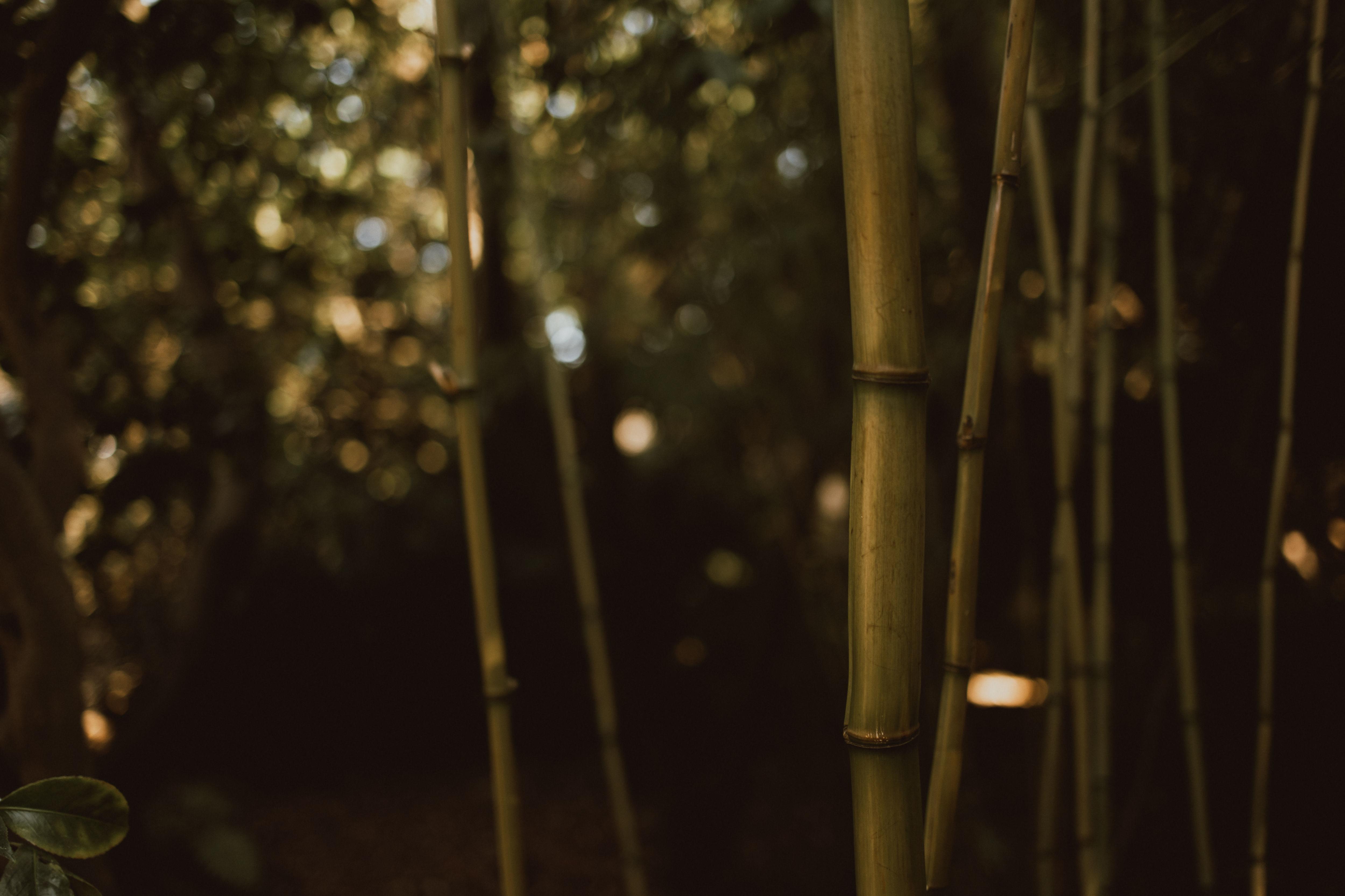 The Wedding Website of Alyssa D’Addieco and Morgan Whitcomb