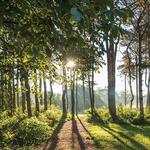 The Morton Arboretum