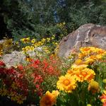 Betty Ford Alpine Gardens