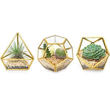 Mkono 4 Inch Mini Glass Geometric Terrarium Container Set of 3 Modern Tabletop Planter Windowsill Decor Shelves DIY Display Box Centerpiece Gift for Succulent Air Plant Miniature Fairy Garden, Gold