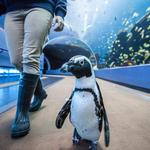 Georgia Aquarium