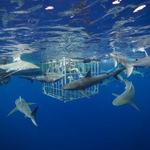 North Shore - Shark Diving