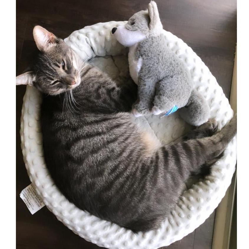 Teddy with Blaze