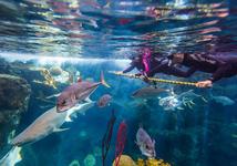 The Florida Aquarium