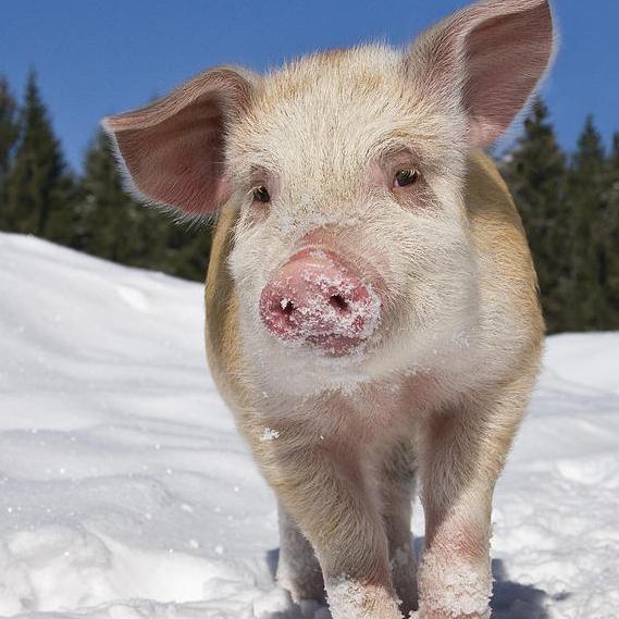 Pig - boar