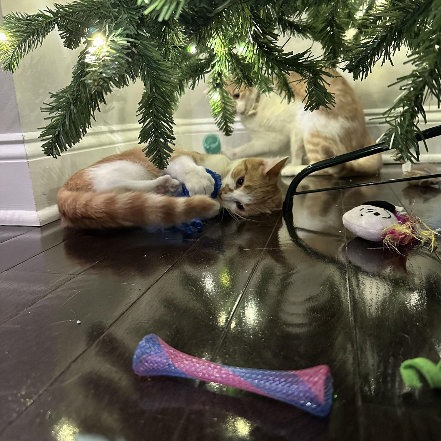 The babies first Christmas! They were very excited.