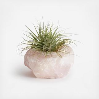 Rose Quartz Planter with Air Plant