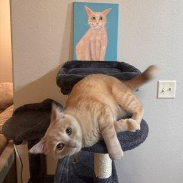 Our New Kitten