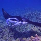 Manta Ray Night Snorkel