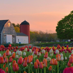 Wicked Tulips Flower Farm