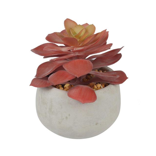 Studio 3B™ 3.5-Inch Single Red Succulent