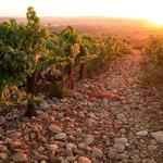 Wine Tasting in Châteauneuf-du-Pape