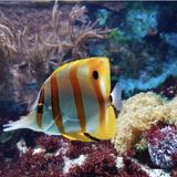 Oklahoma Aquarium