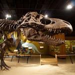 Cleveland Museum of Natural History