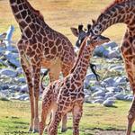 Phoenix Zoo