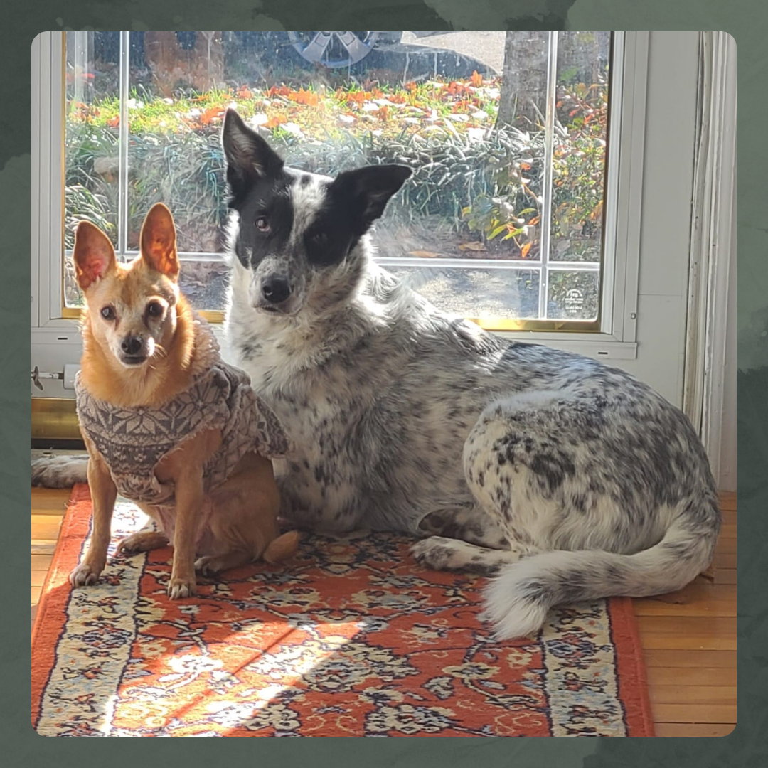 Our Girls (Misty and Hazel)