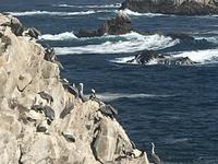 Point Lobos State Natural Reserve