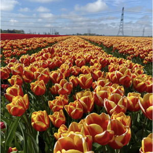 Tour Keukenhof