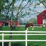 Budweiser Clydesdales