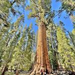 Sequoia National Park