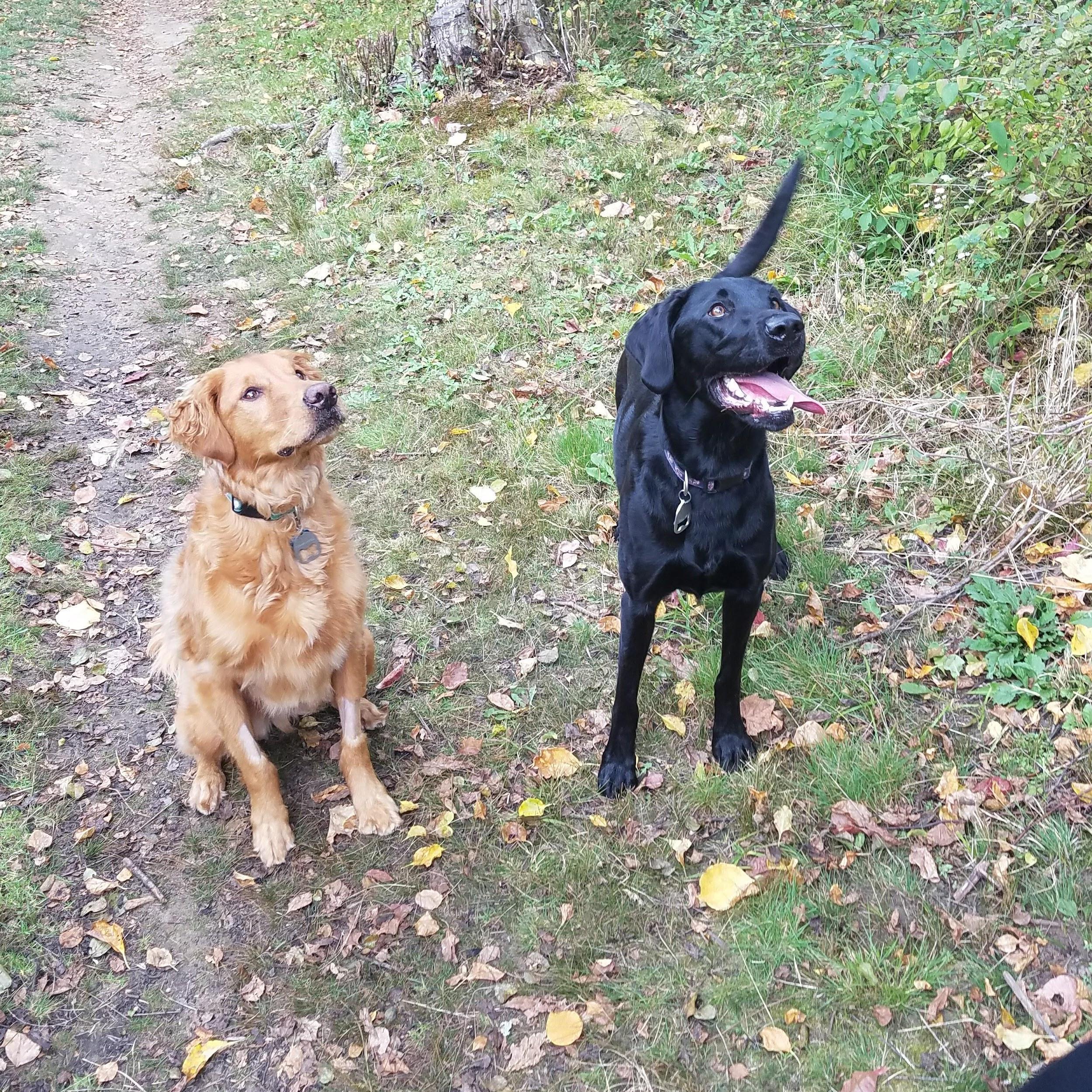 We loved taking our pups - Rango & Boston - on long walks at a huge dog park near the Air Force base outside of Boston.