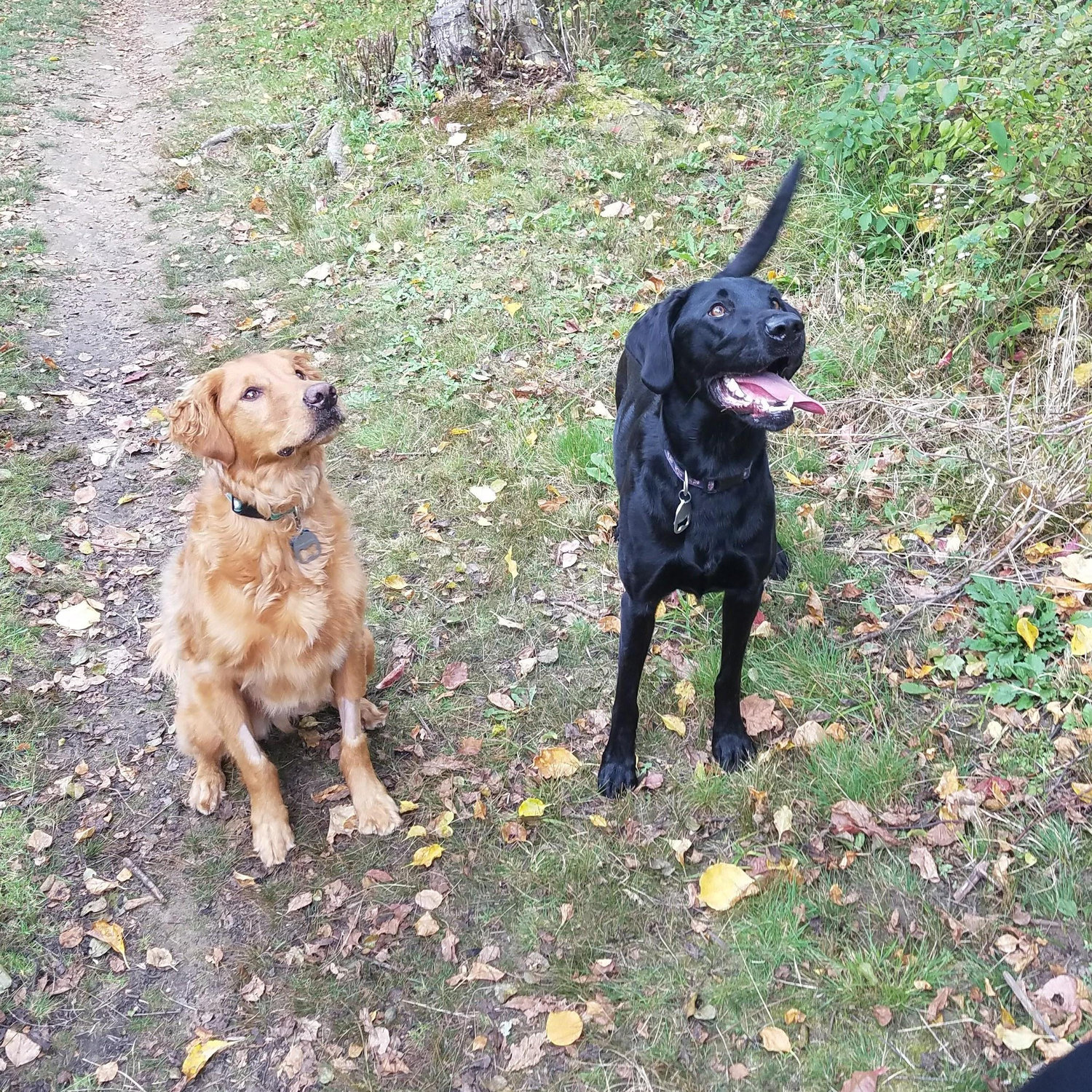We loved taking our pups - Rango & Boston - on long walks at a huge dog park near the Air Force base outside of Boston.