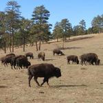 Yeehaw, see the buffalo!