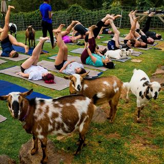 Yoga with Miniature Goats for 2 - Kula, HI