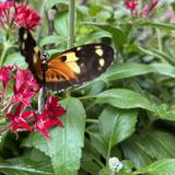The Key West Butterfly and Nature Conservatory