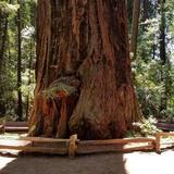 Henry Cowell Redwoods State Park