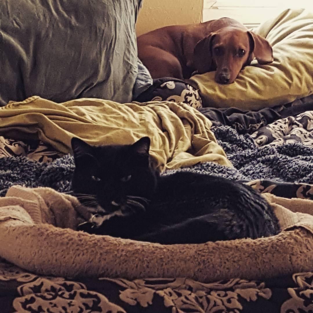 Puppy and Kitty