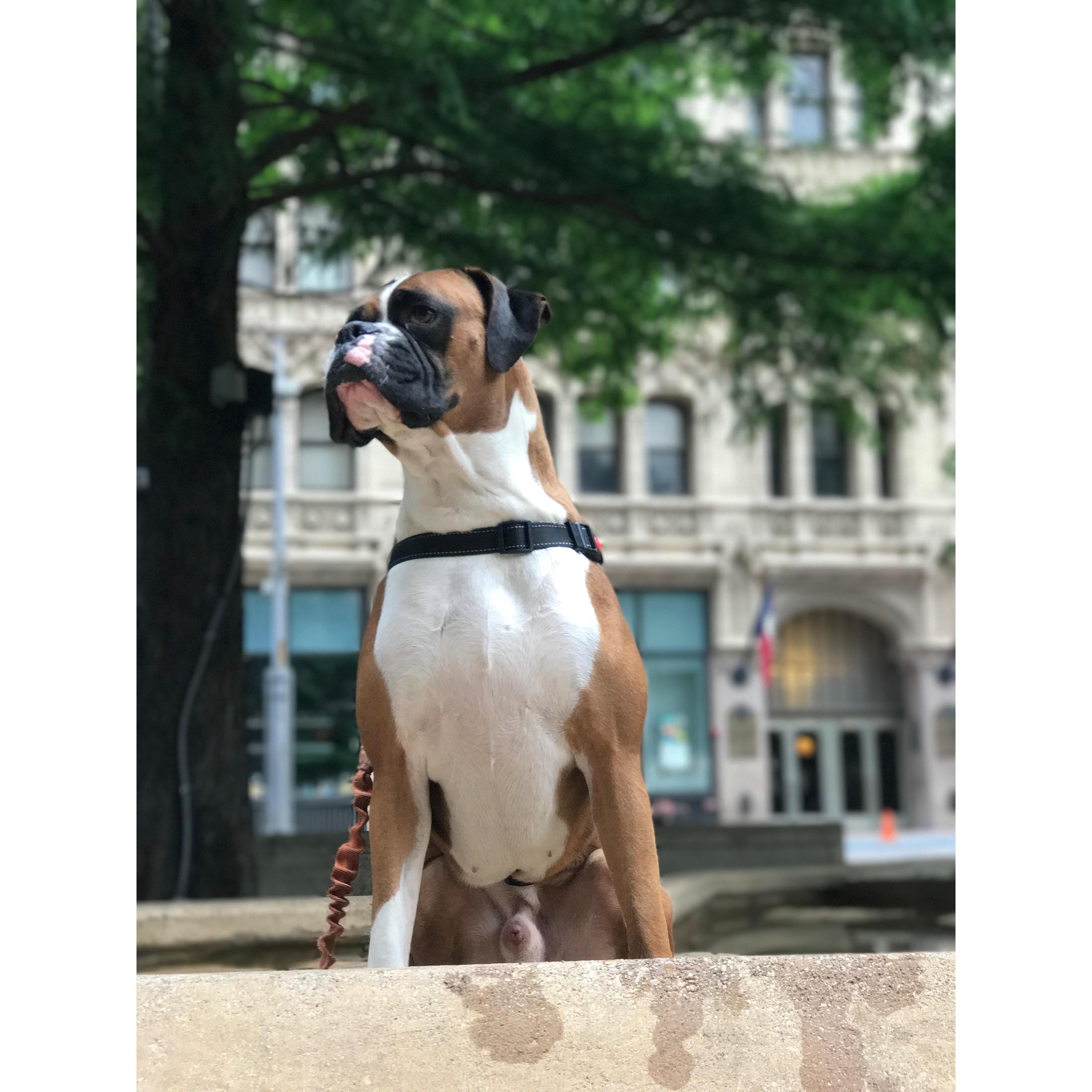 Canine photoshoot #NikotheBoxer