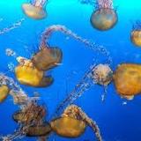 Vancouver Aquarium