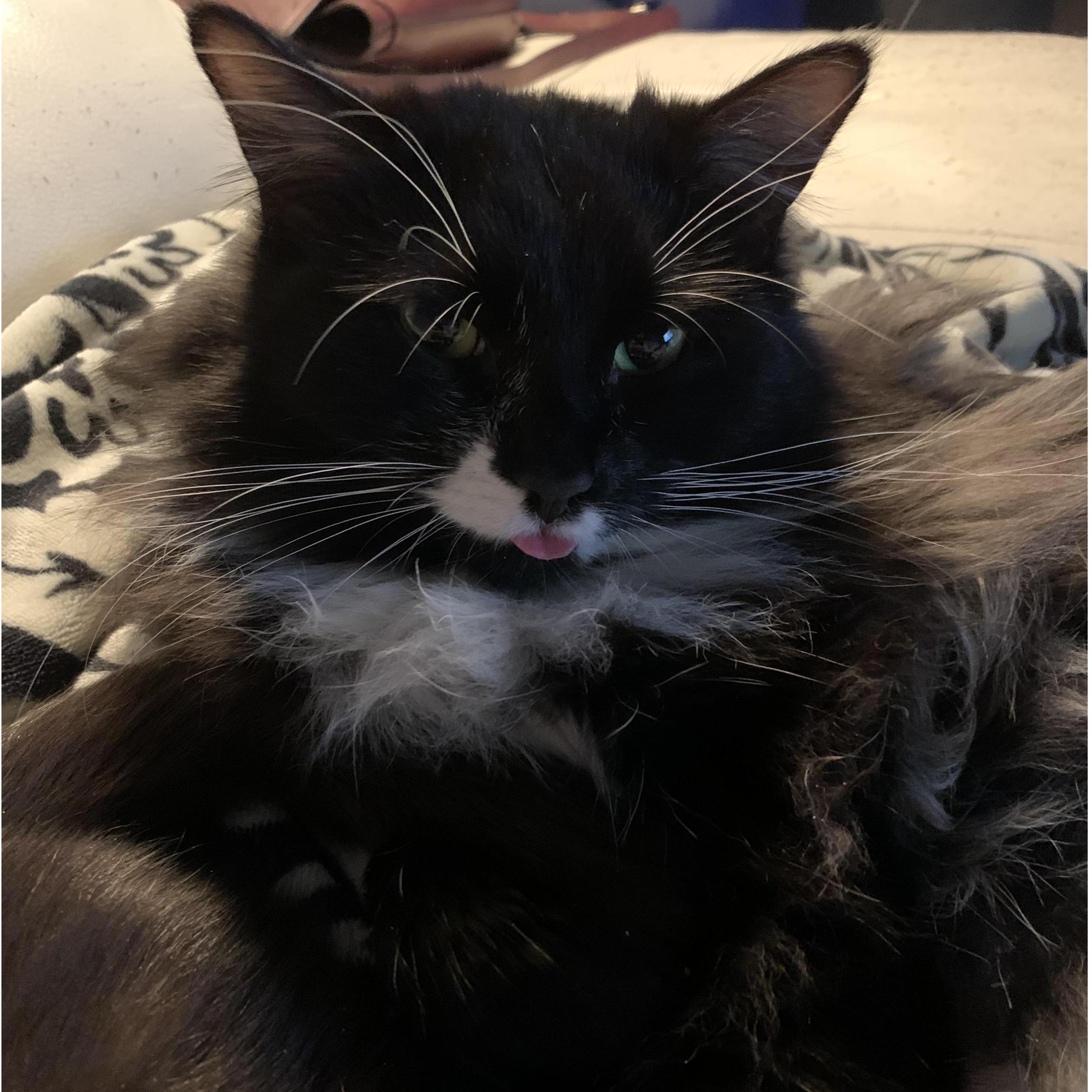 This chunky fluff ball is named, Kirito. He is the most cuddly cat you will ever meet. He was named by Daniel, after another animated series that we watch together.
