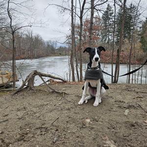 Finn's Fence Fund