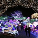 Zoo Lights at Palm Beach Zoo