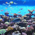 Birch Aquarium at Scripps