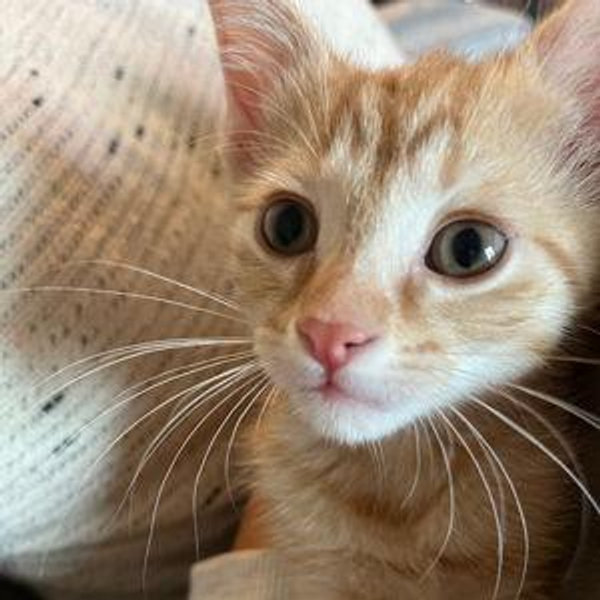 Pets for Oswald