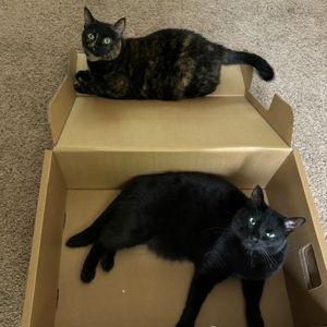 Support Our Children (Kitty Fund)