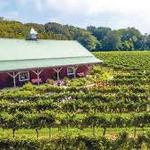 Cape May Winery