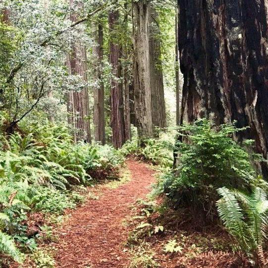 Headwaters Forest Reserve