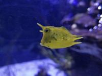San Antonio Aquarium