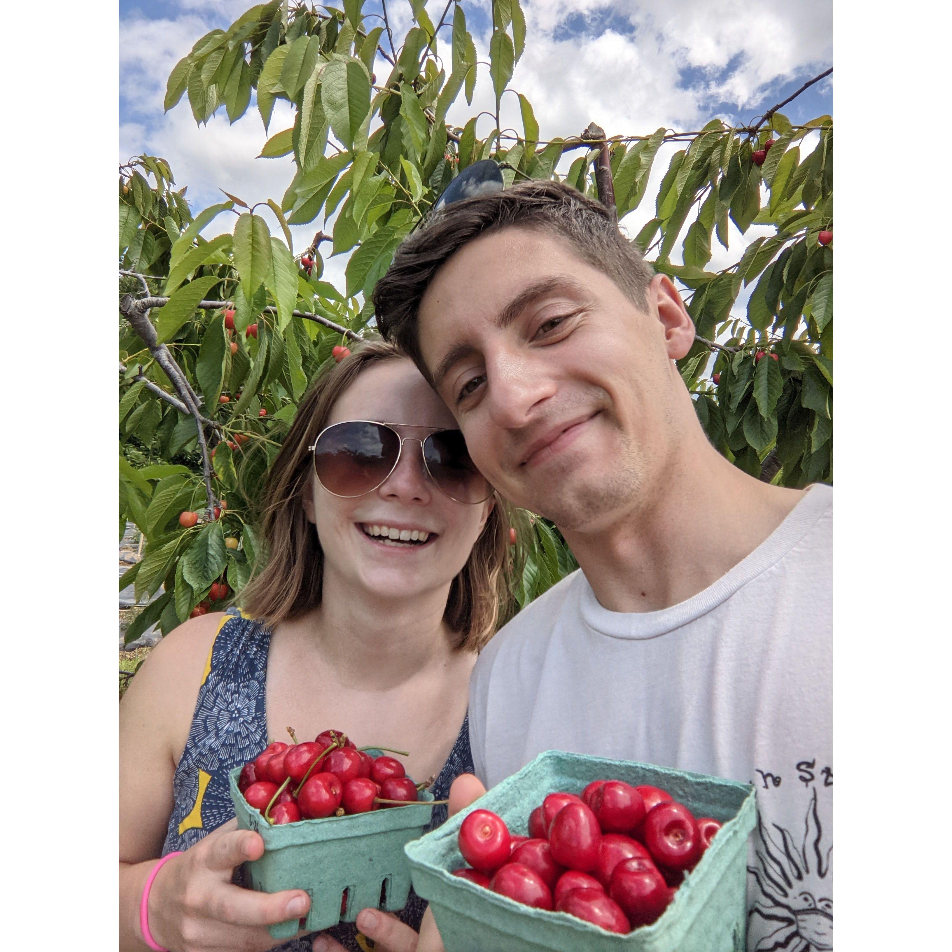 Cherry picking in the summer, June 2022